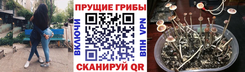 Галлюциногенные грибы Psilocybine cubensis  мега как войти  Луга 